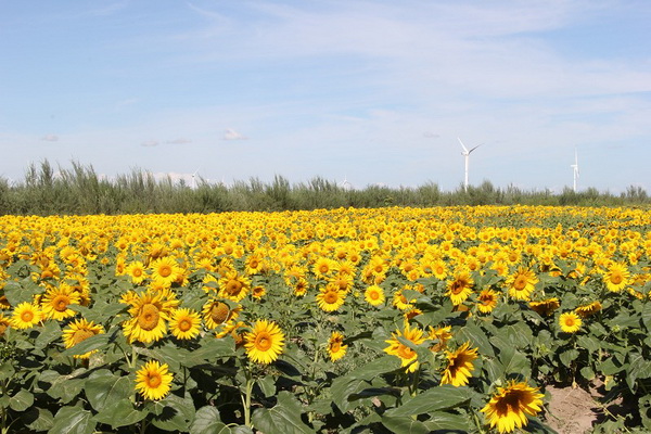 永信贵宾会·217(中国区)官方网站